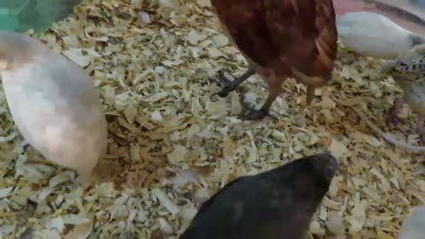 Brahma pullets (3)