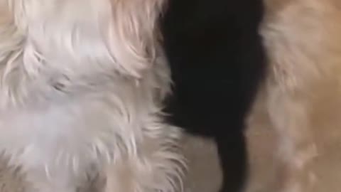 Funny pets compilation #shorts#funny
