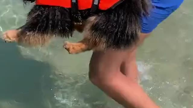 Dog swims