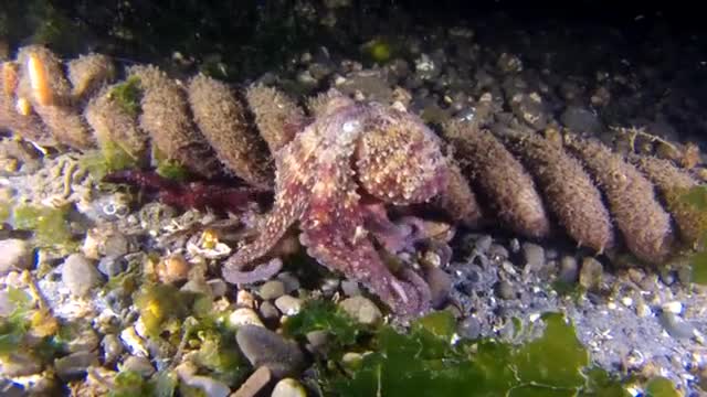 Ocean Walking