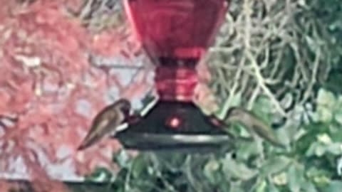 Hummingbirds share a drink