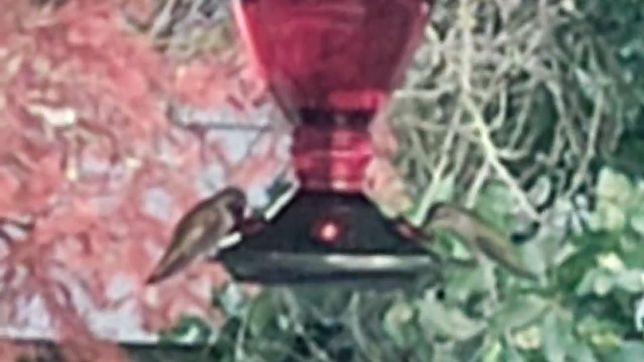 Hummingbirds share a drink