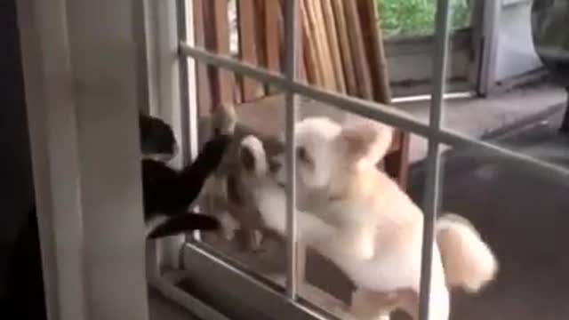 Dog VS Cat Fight - Cat and Dog Funny Fight Compilation - Try Not To Laugh Challenge