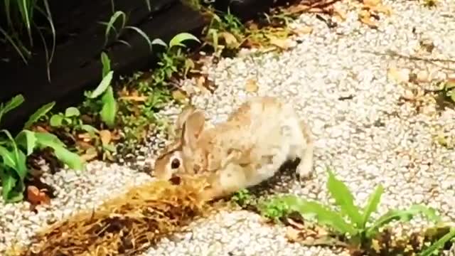 Collab copyright protection - bunny flips from carrying away weeds