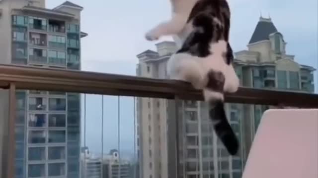 Funny Cats 🤣