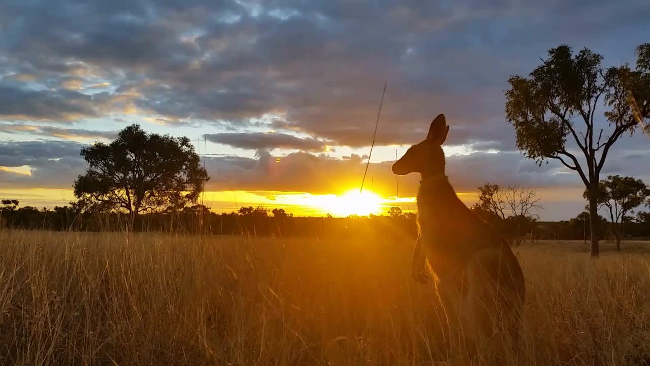 Kangaroo Wallaby Sunset Australia Landscape