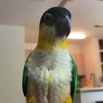 Young parrot practices her indoor recall training