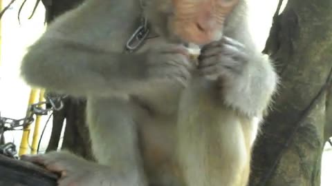 Little monkey