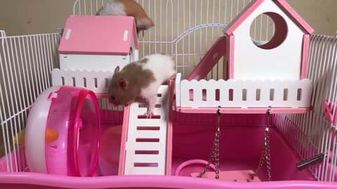 Build a house for hamsters | qqTv