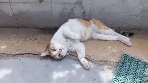 A lying, rolling, cute cat.