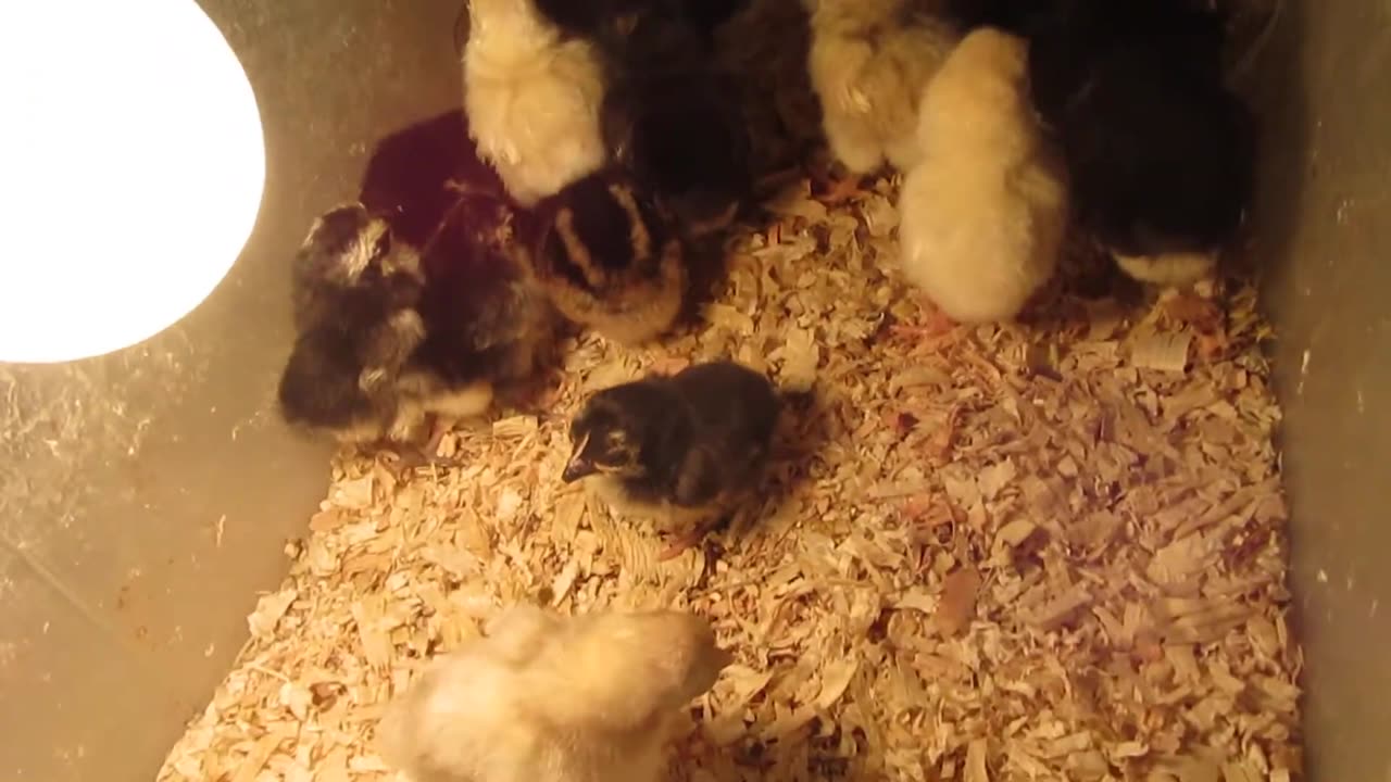 Silkie pullets (1)