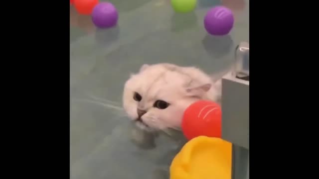 Funny cat video