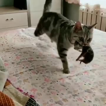 The cat protects her kittens