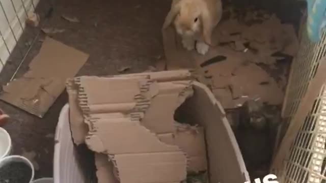 What a glorious morning video of brown rabbit inside destroyed cage