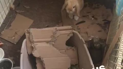 What a glorious morning video of brown rabbit inside destroyed cage