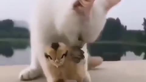 The cat plays with chicks