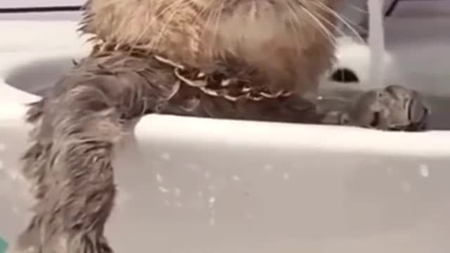 cute cat compilation # 92 #shorts