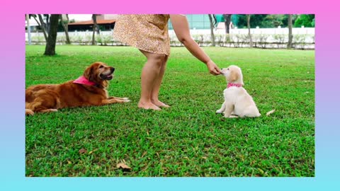 Doge Cute Fun