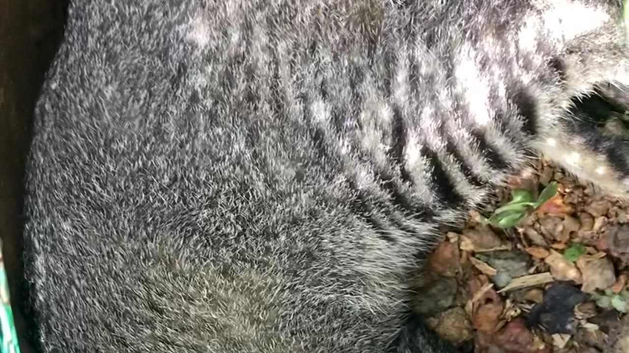 Mama Cat Sits On Her Eggs