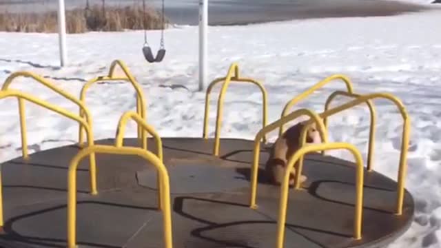 Golden retriever sits on spinning roundabout at the park