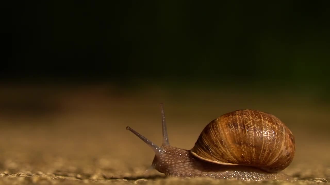 Documentary._The_Wild_Nature