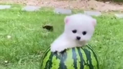 Cute puppy funny video!