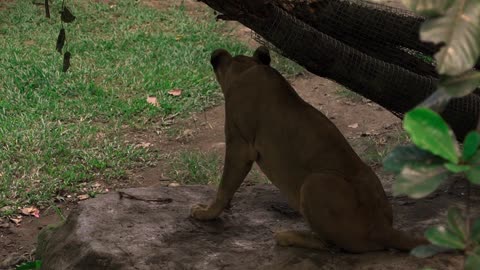 A jaguar took advantage of a shadow to rest