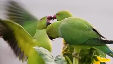 How to attract Parrots to your balcony - Indian Wild Parrots #shorts