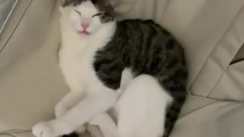 CAT SLEEPING WITH MOUTH OPEN 😹❤️