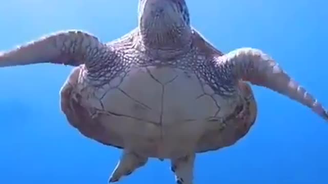 Turtles swimming peacefully at the bottom of the ocean.