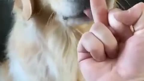 THE CUTEST DOG EVER Video