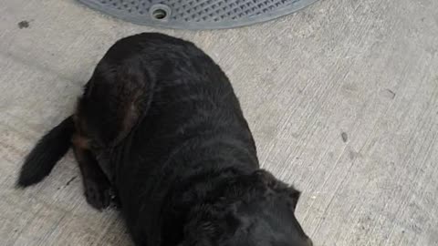 Toby the Gas Station Dog ⛽🐶🇨🇱