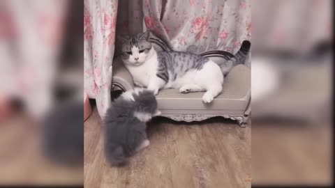 Cute Cat funny Videos Compilation