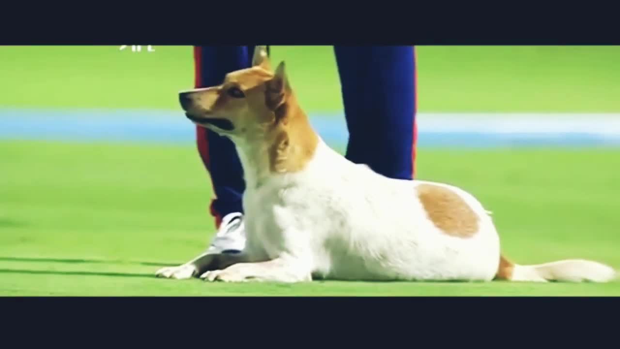 ক্রিকেট মাঠে কুকুরের সাথে ফানি মোমেন্ট। Funny moment of Cricket in IPL. Ft. Rishabh Pant