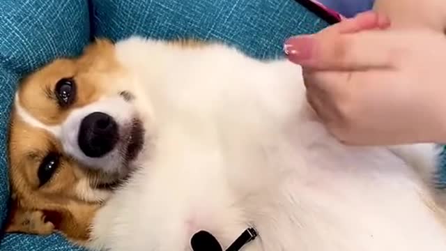 It's time for another Corgi care routine, do you think he enjoys it?😘😘😘#puppy #corgi #dog #asmr