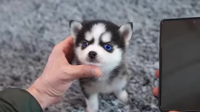 Husky puppy in the street