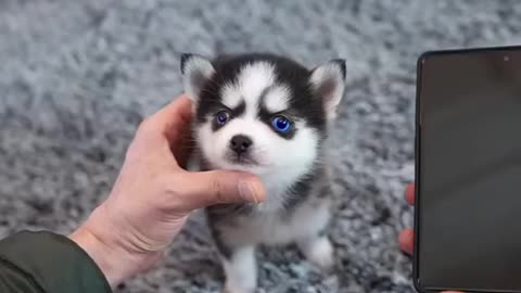 Husky puppy in the street