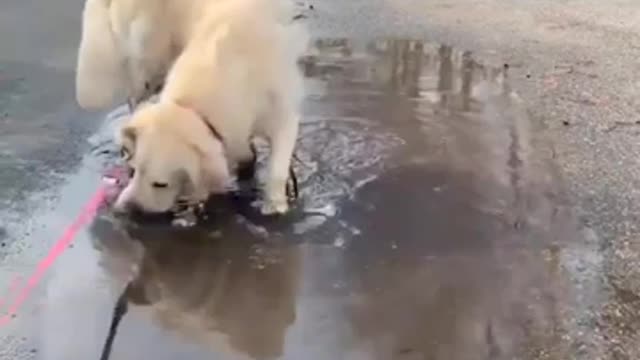 best funny dog video