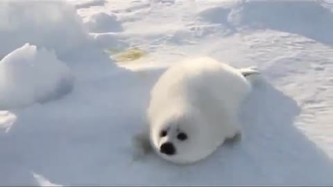 Baby Snow White Seal Looking For her Mother ツ