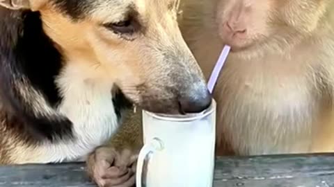 Monkeys vs Puppies