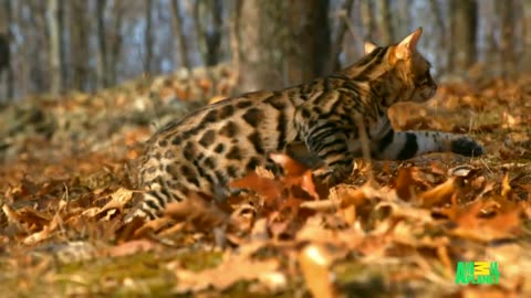 Bengal Kittens Growing Up
