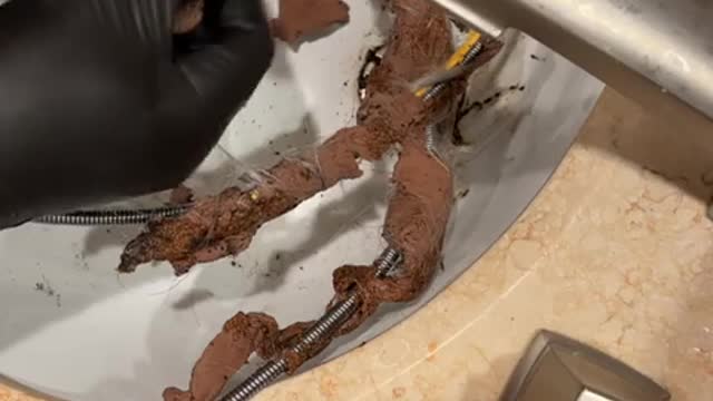 Look what they pull from the DRAIN!!!!