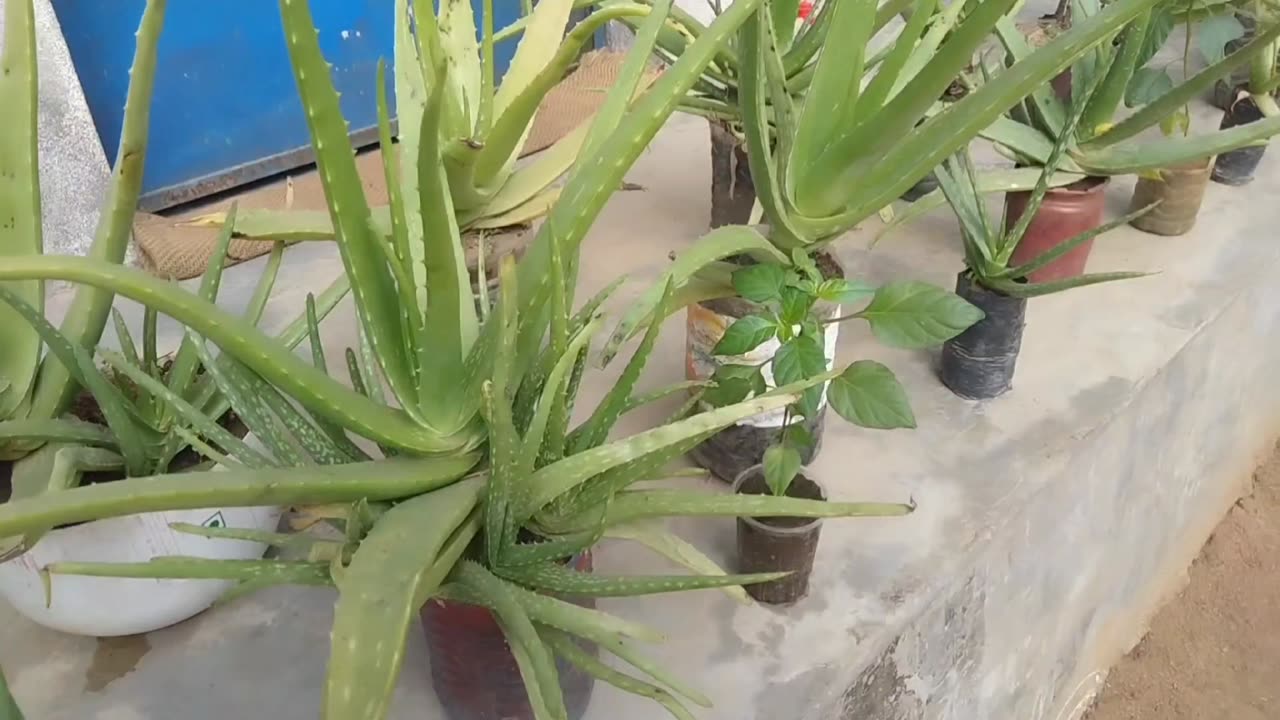 Aloe vera plants decoration idea || home gardening