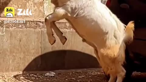 Animal lover
