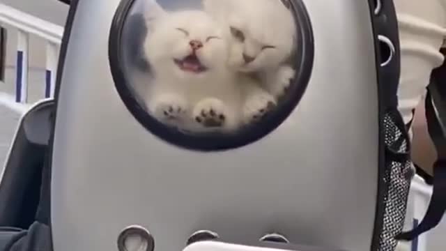 Look at the two cats being carried around inside the bag.