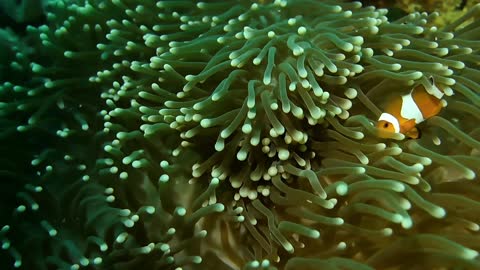 clown fish