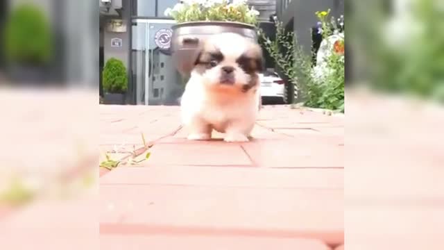 What kind of puppy is this! so cute!
