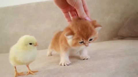 Lovely cat and chicken