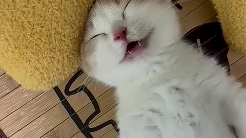 Cute cat video #3