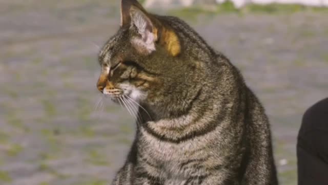 Cat breed.